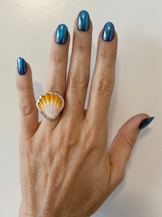 Sunrise Shell Size 7.5